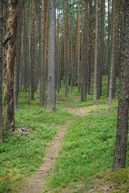 pěšina za Krkavcem