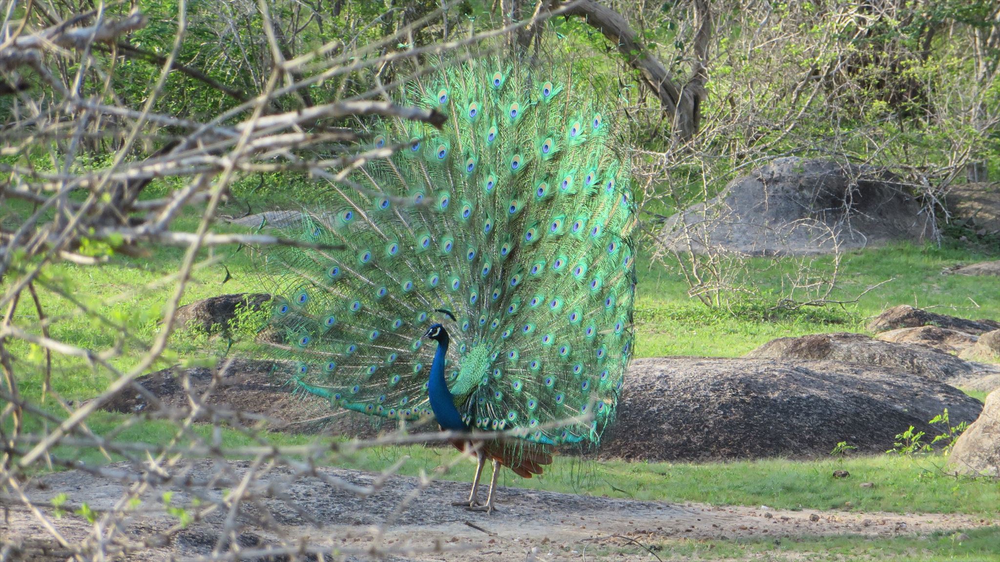 Pfau