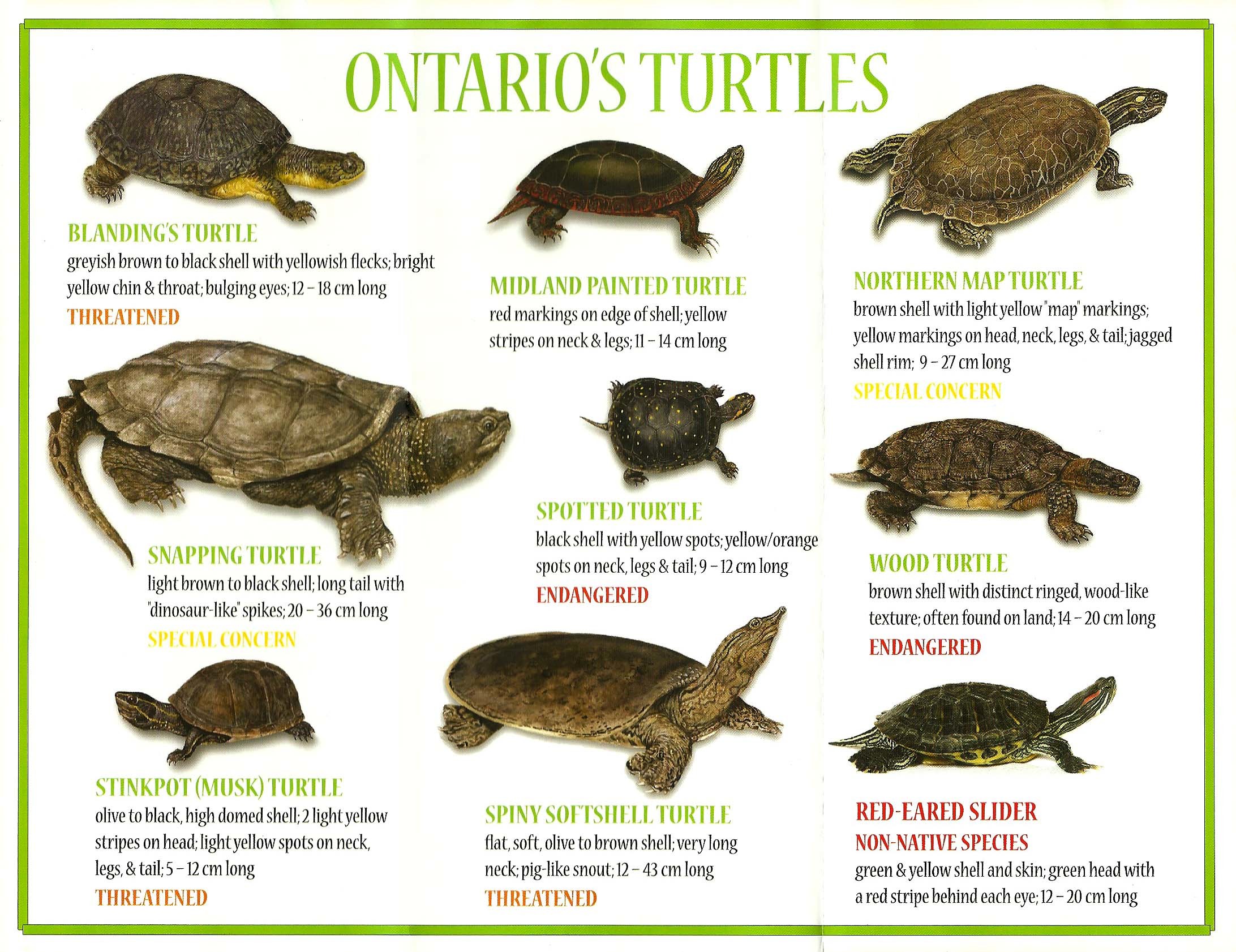 GC7XQDA Turtles of Burlington Bay Paddling Turtle GeoArt (Unknown