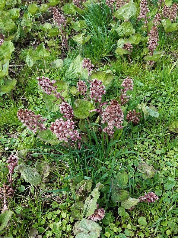 rostlina 04 03.04.2024