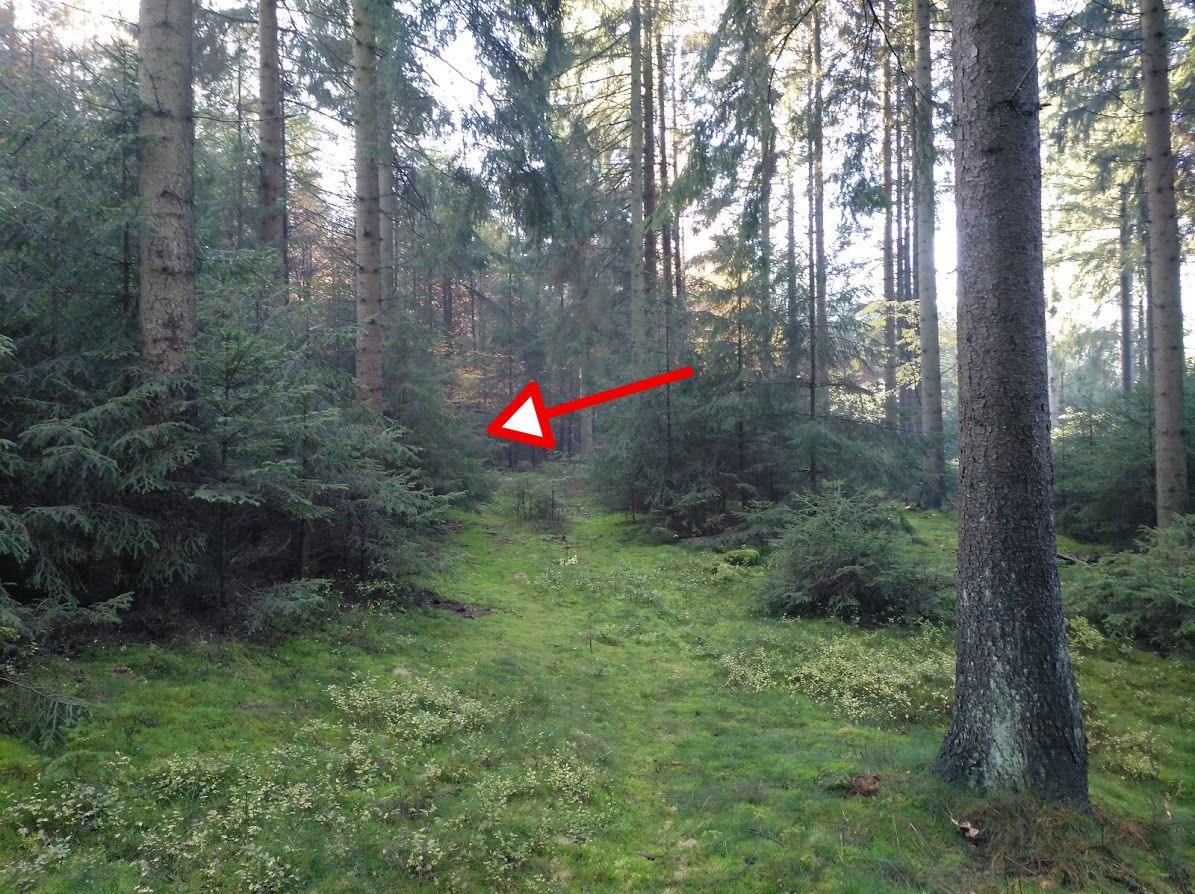 da links zwischen den Nadelbäumen