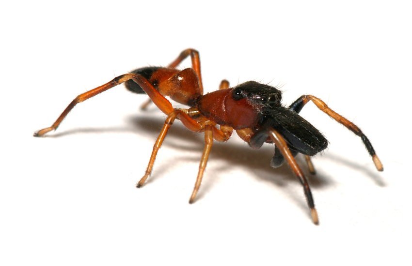 Skákavka mravenčí