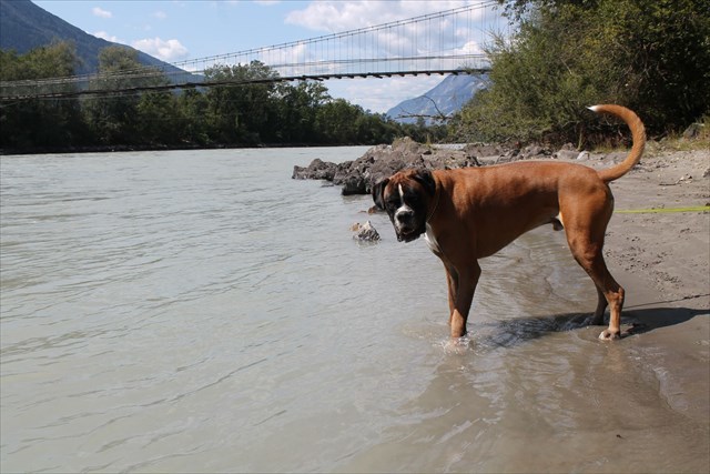 Scott op vakantie oostenrijk 2018