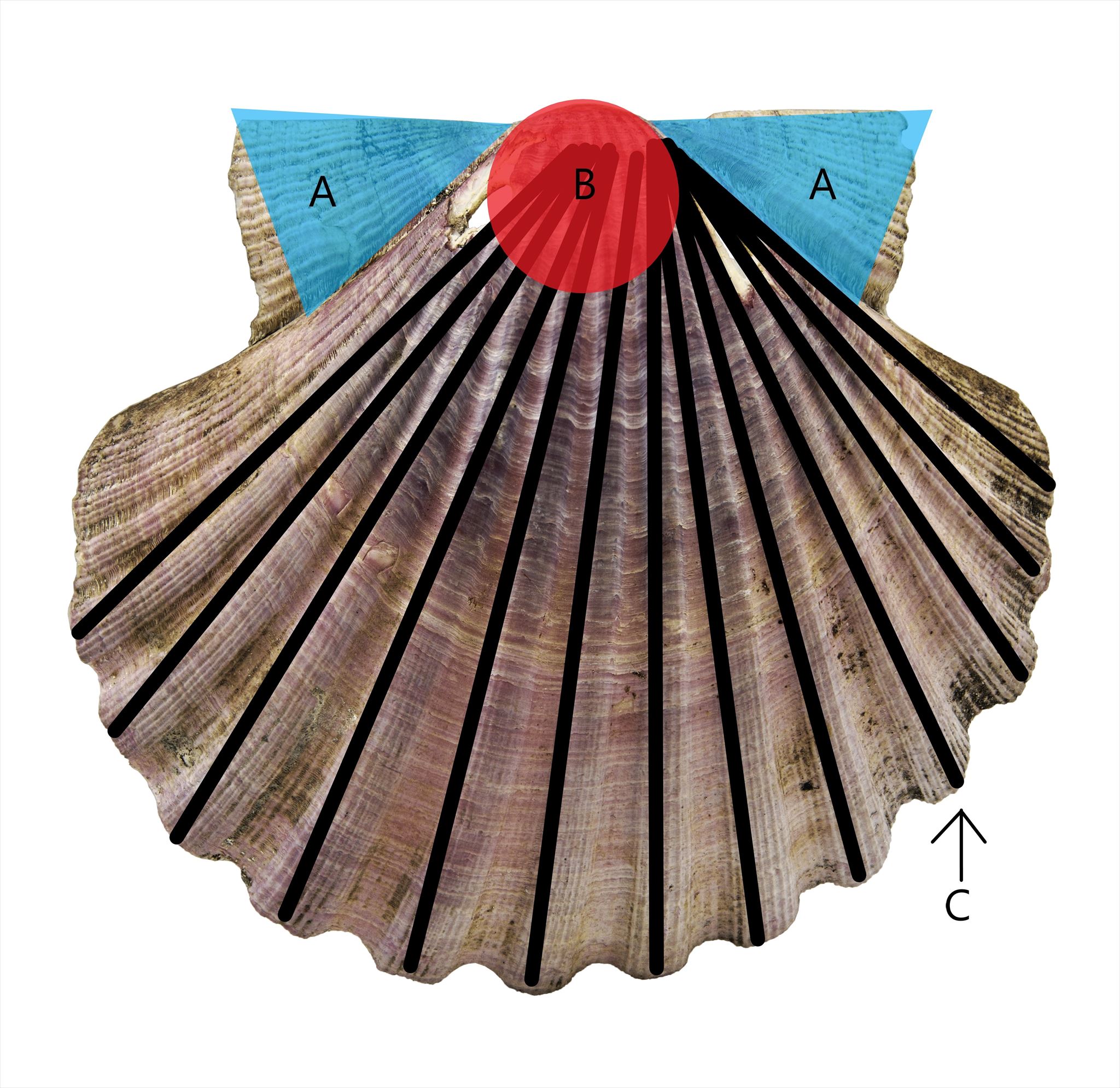 Základné rozlišovacie znaky lastúr hrebenatiek