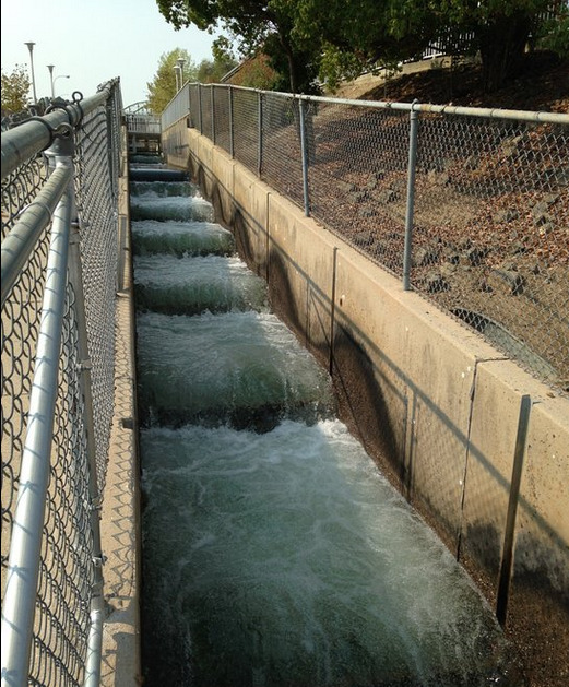 Fish Ladder