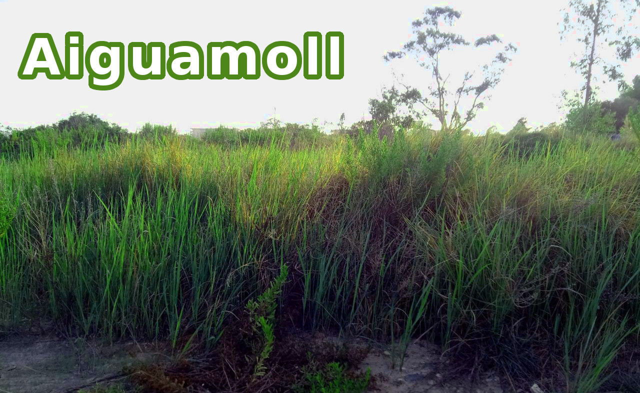 AIGUAMOLL