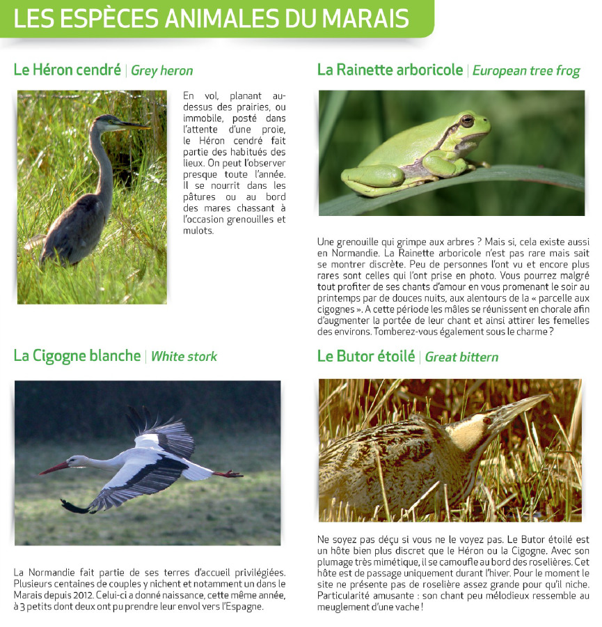 Les espèces animales du marais - Source : https://www.indeauville.fr - Crédit photo : Grégory Wait, P.Le Bris, P.Mignon