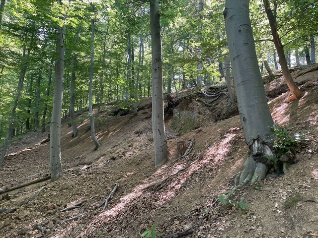 Halda
