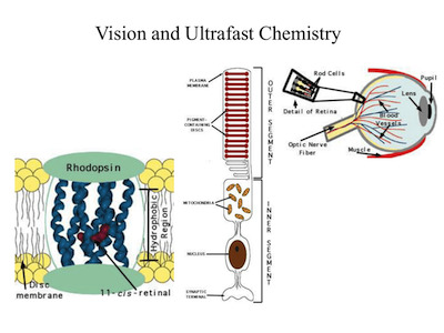 Excitácia tyčinky v oku