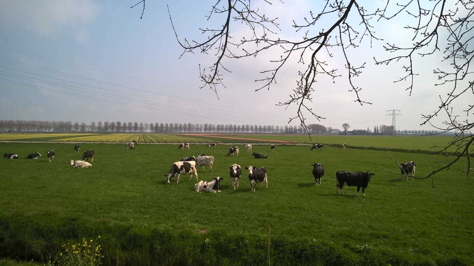 Omschrijving