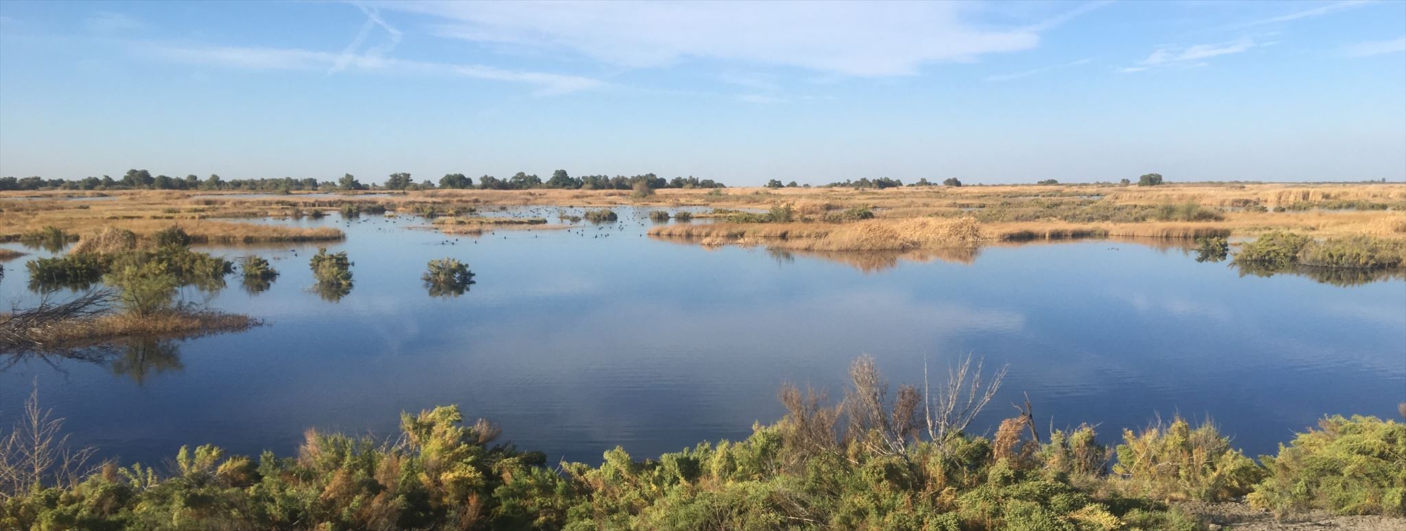 Freshwater Wetland