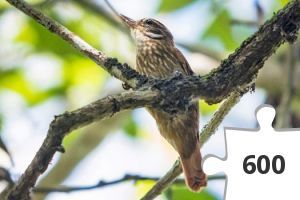 Jigsaw puzzle - GC972J5 - Xenops rutilans