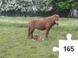 Jigsaw puzzle - Hempla fra Reskelund med føllet Freyja fra Mosekær