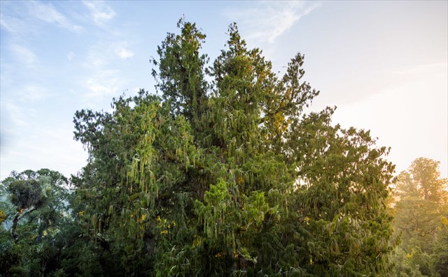 Photo: Steven Pearce