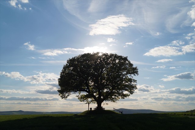 Friedenseiche HOG-Hombressen