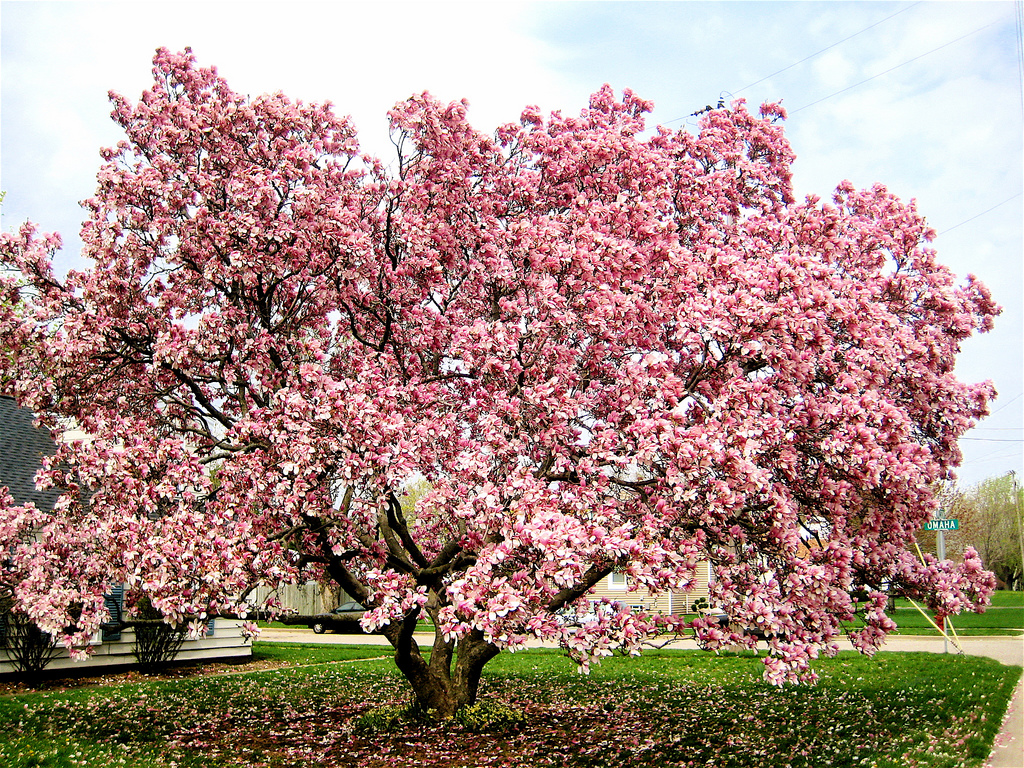 magnolia tree