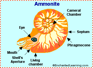 ammonites