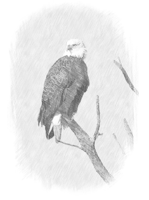 Bald Eagle - Adult