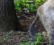 Im Wald