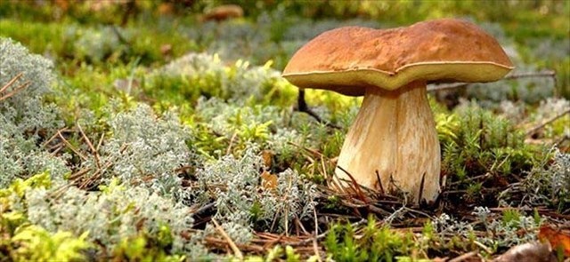 champignon