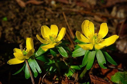 Celandine