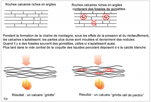 Formation du marbre griotte