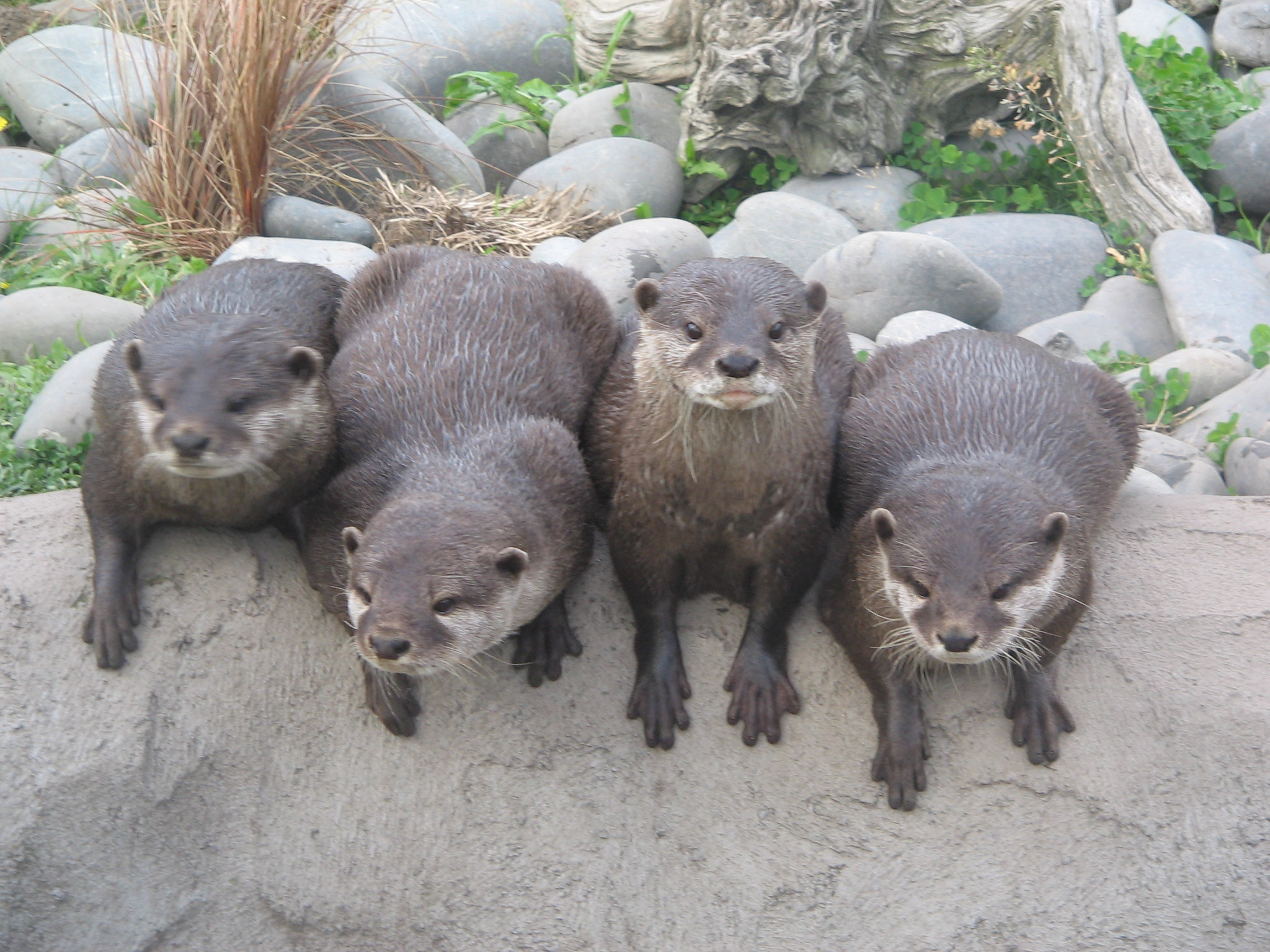 Otters