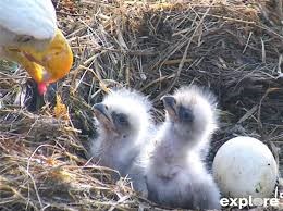 Bald Eagle - Eaglets