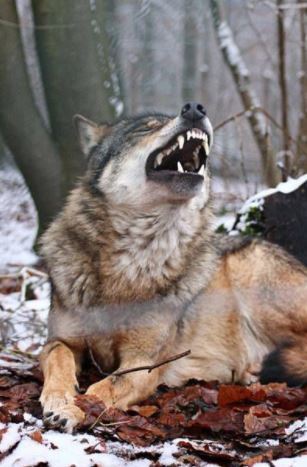 Aauuu.... min mave ... ulv