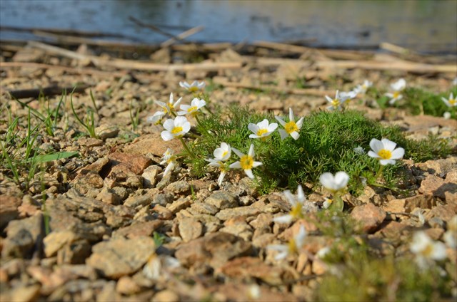 Mikulovické jezero
