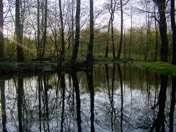 Foto eines Teichs im Hofepark