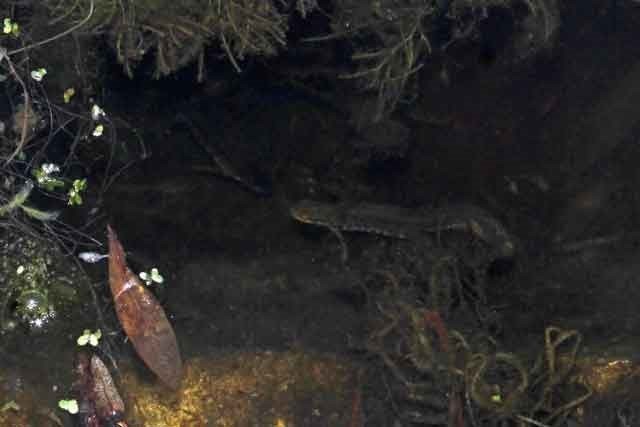 Tullebølle Gadekær - salamander