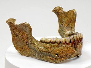 Unterkiefer des Homo heidelbergensis