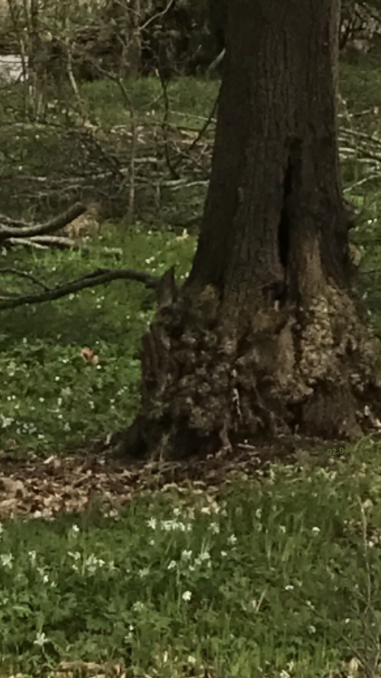 Am Stamm und im Grünen