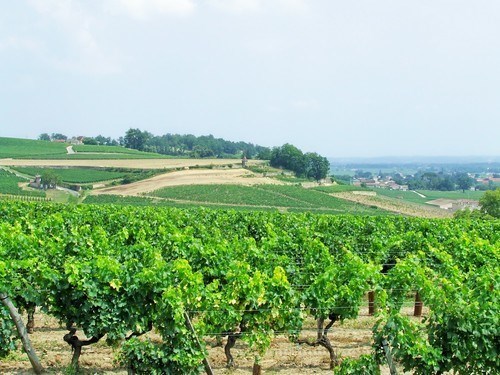 Vignoble de Côte