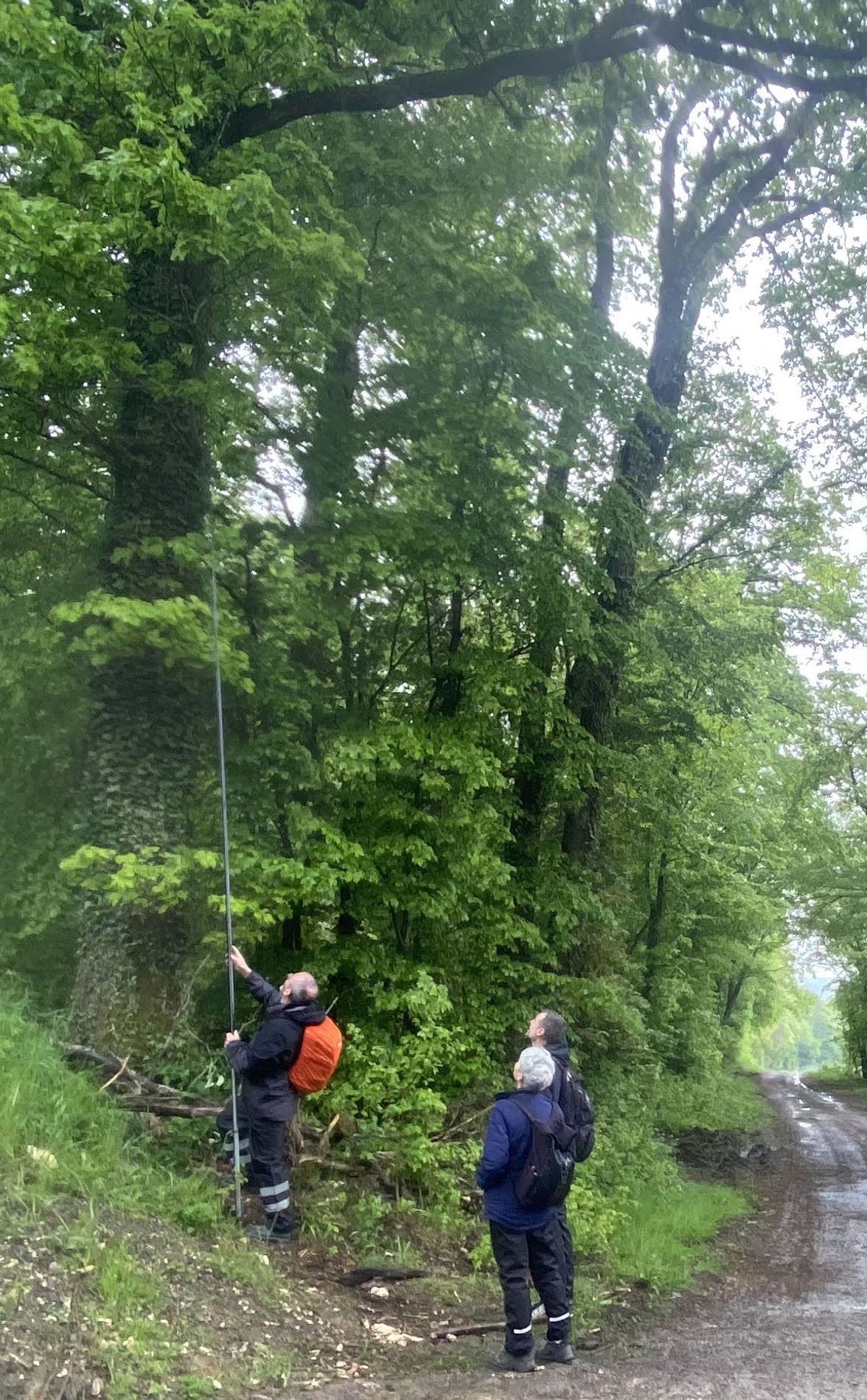 Perchistes en action