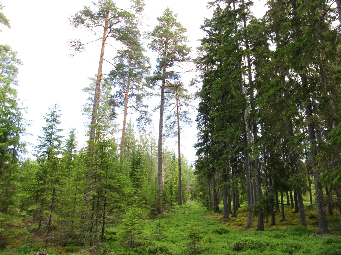 Gräns mellan gammal och ung skog