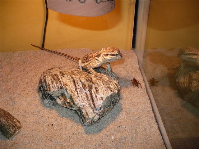 Monty