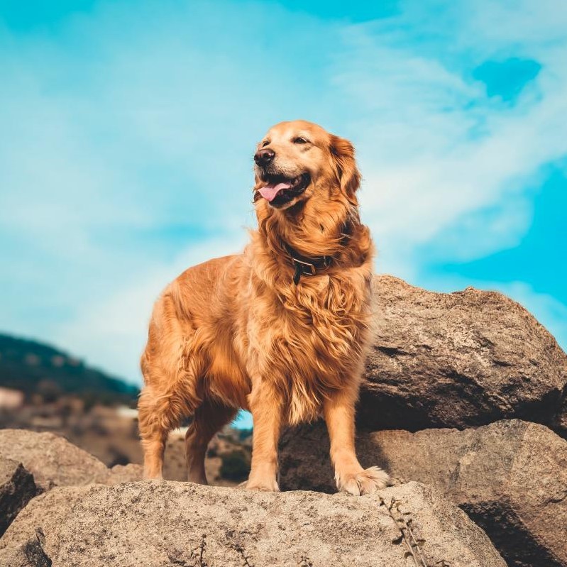 INSERT ALT TEXT HERE