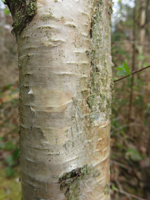 Young silver birch bark
