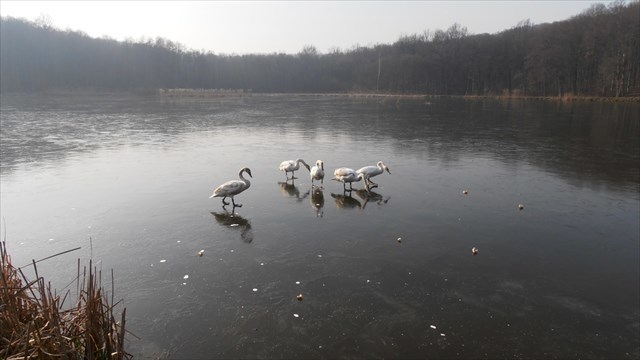 Swan Lake