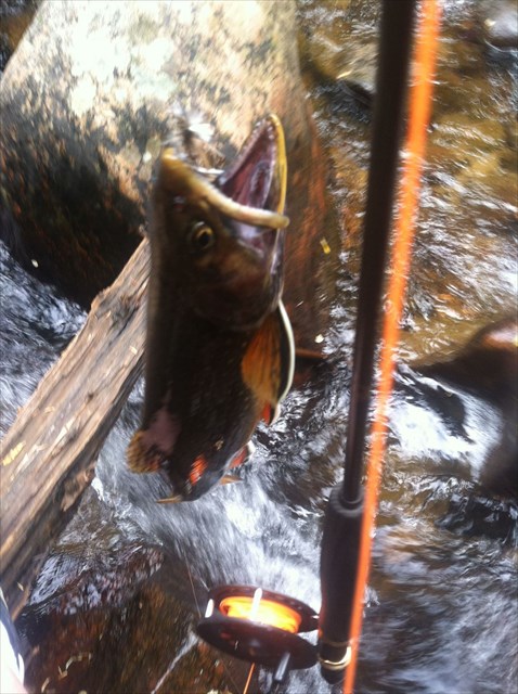 Brook Trout Brook Trout