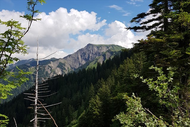 Blick zum Hohen Freschen. Aufgenommen zwischen Alpwegkopf und Lesegatter.