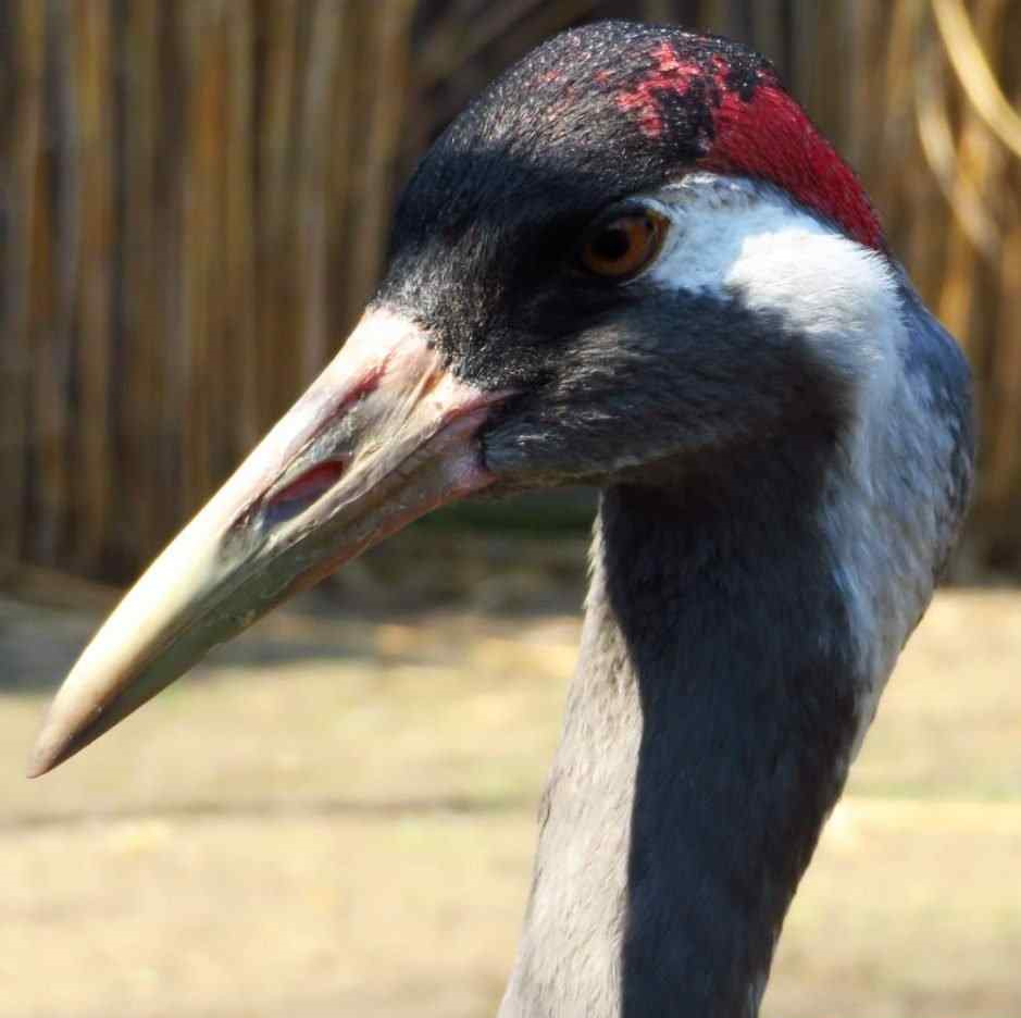 GC94PZ2 Żuraw (Unknown Cache) in Opolskie, Poland created by leszeq