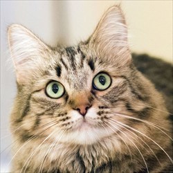  hydnsek’s profile picture