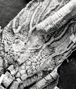 Scyphocrinoiden-Krone