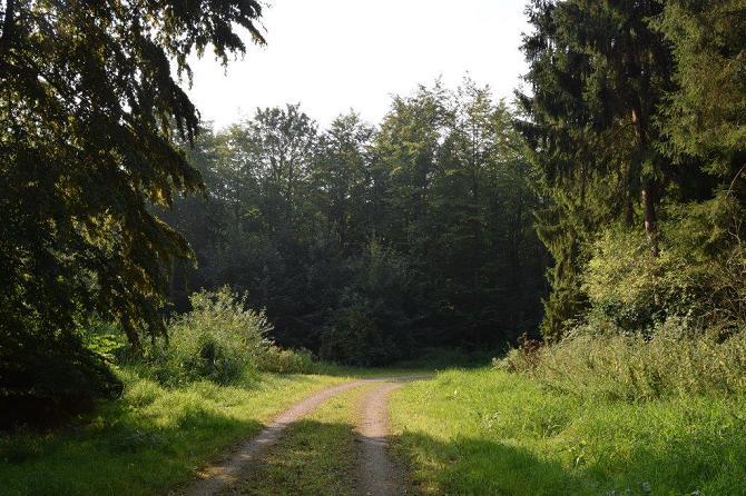 Swifterbos in de Flevopolder