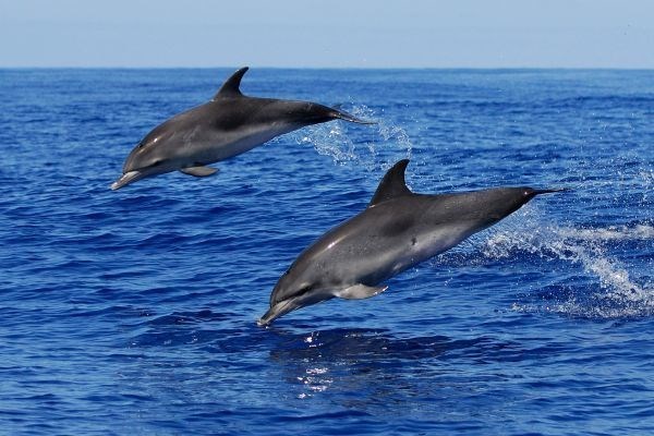 Bottlenose Dolphins