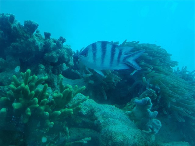 hard & soft coral at Piti, Guam