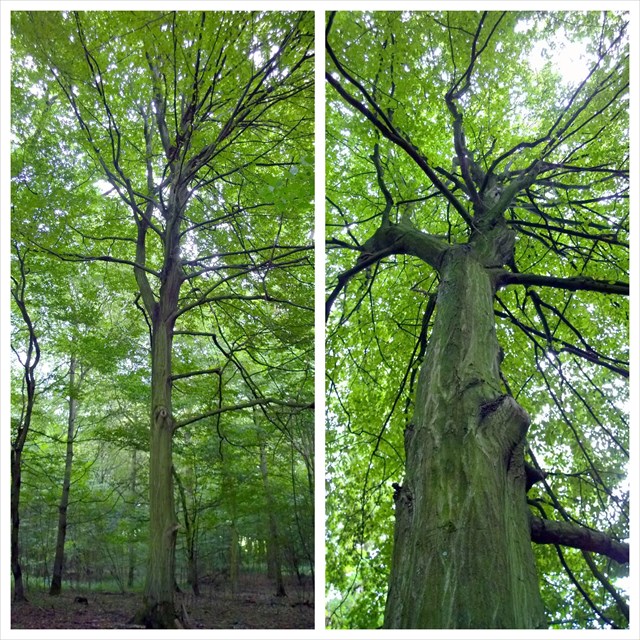 Der Baum